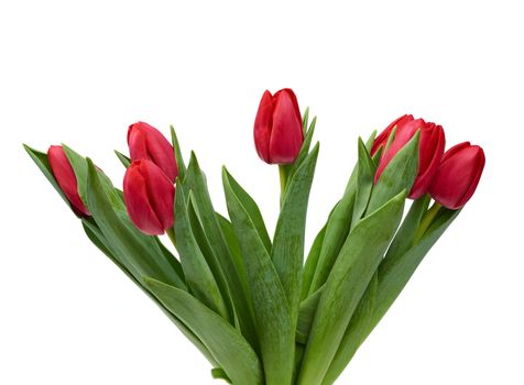 blooming red tulips with green leaves and stem isolated on white background, spring flowers, element for designer