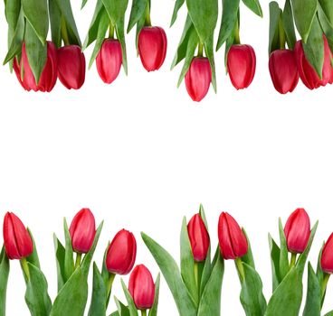 blooming red tulips with green leaves and stem isolated on white background, spring flowers, element for designer, Mother's Day holiday backdrop. copy space