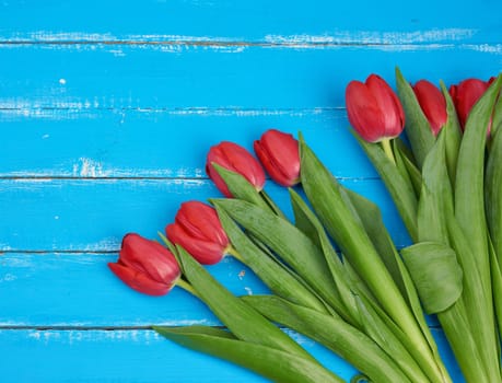 bouquet of red blooming tulips with green stems and leaves, flowers lie on a blue wooden background, top view, copy space