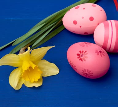 yellow blooming daffodil and easter pink eggs on blue wooden background, holiday backdrop