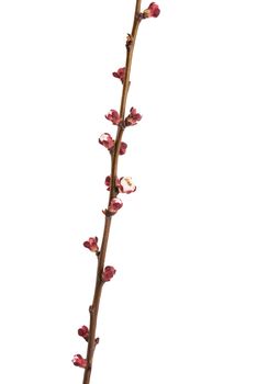 apricot tree branch with unblown flower buds isolated on white background, close up