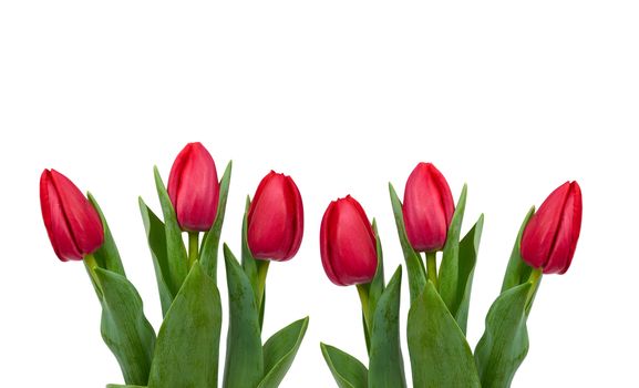 blooming red tulips with green leaves and stem isolated on white background, spring flowers, element for designer, Mother's Day holiday backdrop. copy space