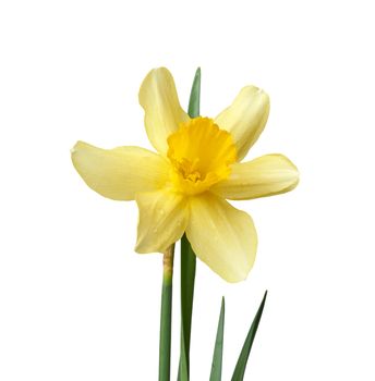 blooming yellow daffodil bud and green leaves isolated on white background, spring flower