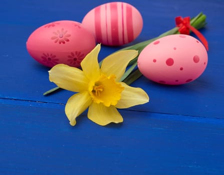 yellow blooming daffodil and easter pink eggs on blue wooden background, holiday backdrop