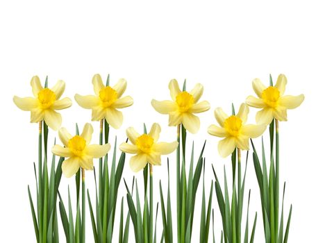 blooming yellow daffodil bud and green leaves isolated on white background, spring flower, close up, set