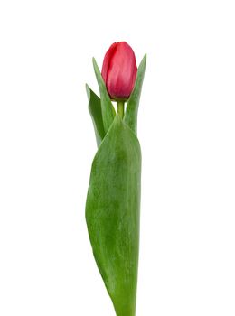 one blooming red tulip with green leaves and stem isolated on white background, spring flowers, element for the designer
