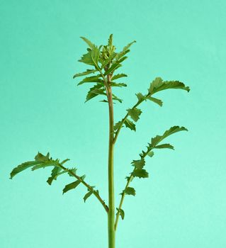 young sprout of green growing arugula on green background, close up
