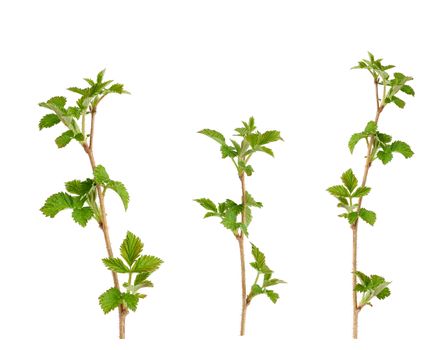 young raspberry sprout with brown branch and green leaves isolated on white background, growing plant, set