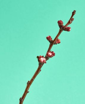 apricot tree branch with unblown flower buds  on a green background, close up