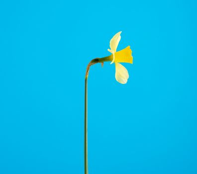 blooming yellow daffodil bud on a blue background, spring flower, close up