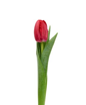 one blooming red tulip with green leaves and stem isolated on white background, spring flowers, element for the designer