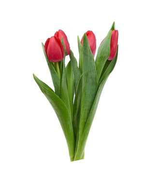 blooming red tulips with green leaves and stem isolated on white background, spring flowers, element for designer