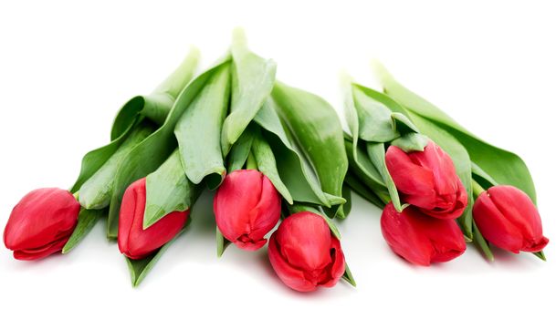 bouquet of fresh red blooming tulips with green leaves and stem isolated on white background with shadow, element for florist and designer, greeting flowers