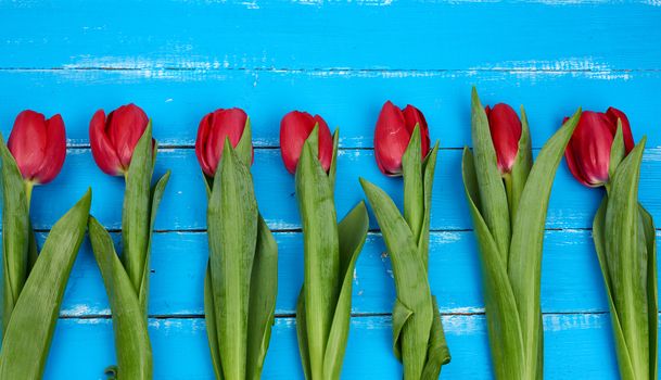 bouquet of red blooming tulips with green stems and leaves, flowers lie on a blue wooden background, top view