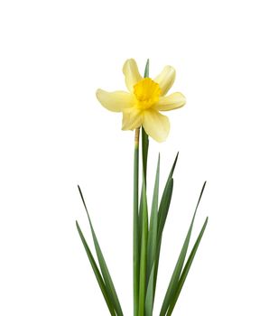 blooming yellow daffodil bud and green leaves isolated on white background, spring flower, close up