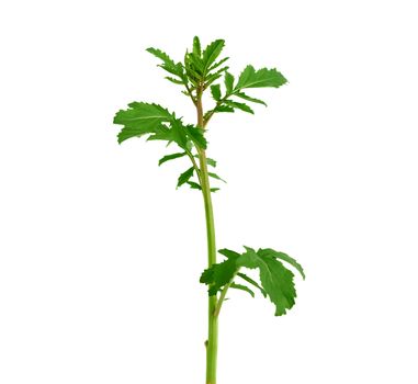 young sprout of green growing arugula isolated on white background, close up