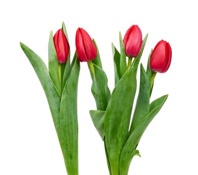 blooming red tulips with green leaves and stem isolated on white background, spring flowers, element for designer