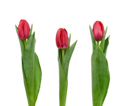 blooming red tulips with green leaves and green stem isolated on white background, spring flowers, element for the designer, set