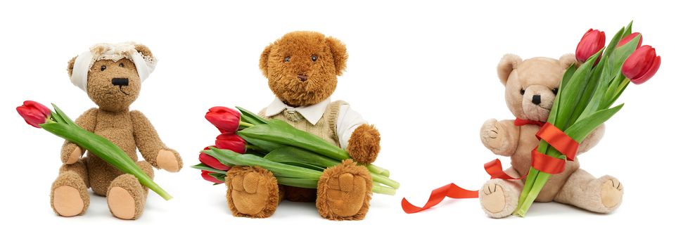 vintage cute brown teddy bear sitting and holds in his paw a red tulip, festive birthday backdrop, Valentine's day, anniversary. Toys isolated on a white background, set