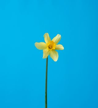 blooming yellow daffodil bud on a blue background, spring flower, close up