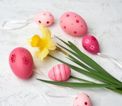 yellow blooming daffodil and easter pink eggs on a white background, holiday backdrop