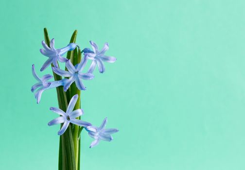 blue oriental hyacinth with a green stem on a light green background, spring flowers, copy space