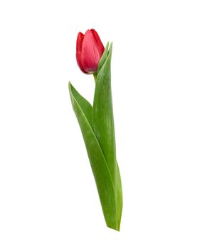 one blooming red tulip with green leaves and stem isolated on white background, spring flowers, element for the designer