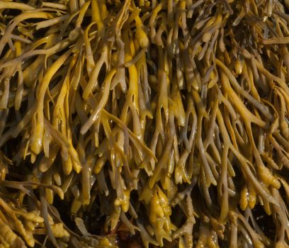 Channel Wrack Seaweed (Pelvetia canaliculata) Brown algae photographed on West coast of Scotland