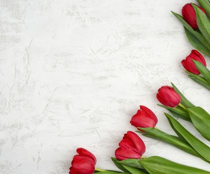 bouquet of red blooming tulips with green stems and leaves on a white cement background. Festive backdrop for birthday, Valentine's day, anniversary