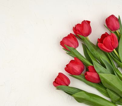 bouquet of red blooming tulips with green stems and leaves on a white cement background. Festive backdrop for birthday, Valentine's day, anniversary