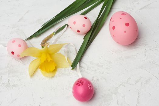 yellow blooming daffodil and easter pink eggs on a white background, holiday backdrop