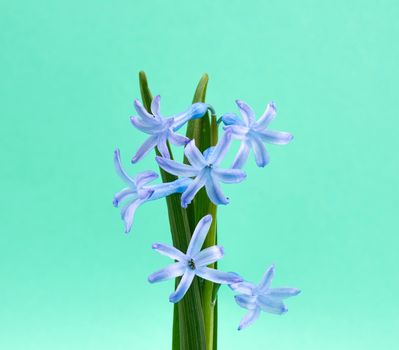 blue oriental hyacinth with a green stem on a light green background, spring flowers, close up