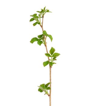 young raspberry sprout with brown branch and green leaves isolated on white background, growing plant, close up