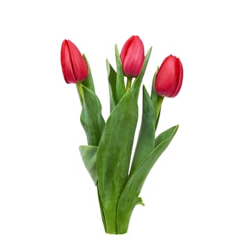 three blooming red tulips with green leaves and stem isolated on white background, spring flowers, element for designer