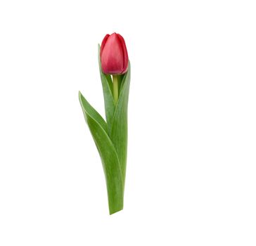 one blooming red tulip with green leaves and stem isolated on white background, spring flowers, element for the designer