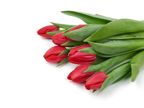 blooming red tulips with green leaves and stem isolated on white background, spring flowers, element for designer, flowers are in the corner