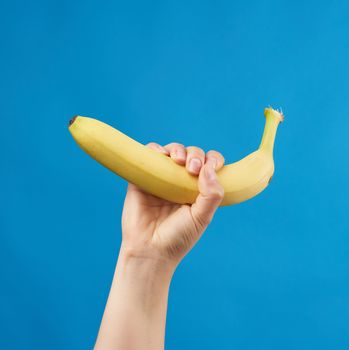 female hand holds a yellow ripe banana on a blue background, delicious fruit