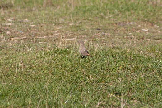 Little bird in the grass in a park in the dolomites