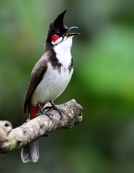 The red-whiskered bulbul, or crested bulbul, is a passerine bird found in Asia. It is a member of the bulbul family. It is a resident frugivore found mainly in tropical Asia.