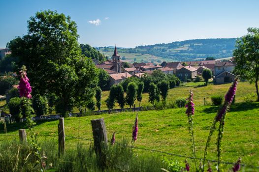 massif of the daisy in lozere