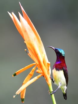 The crimson-backed sunbird or small sunbird is a sunbird endemic to the Western Ghats of India. Like other sunbirds, they feed mainly on nectar although they take insects.