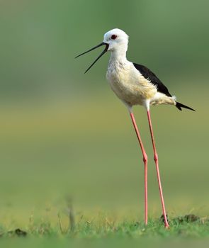 The Black-winged Stilt is a social species, and is usually found in small groups. Black-winged Stilts prefer freshwater and saltwater marshes, mudflats, and the shallow edges of lakes and rivers.