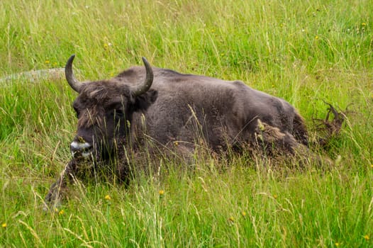 herd of margueride bison