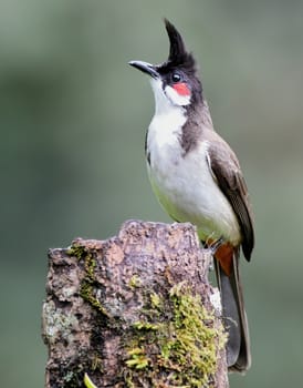 The red-whiskered bulbul, or crested bulbul, is a passerine bird found in Asia. It is a member of the bulbul family. It is a resident frugivore found mainly in tropical Asia.