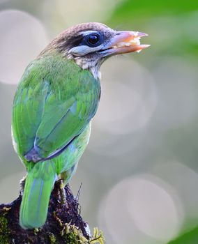 The white-cheeked barbet or small green barbet is a species of barbet found in southern India. It is very similar to the more widespread brown-headed barbet.