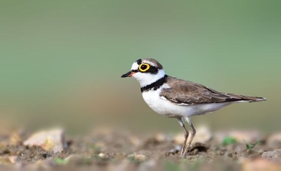 The little ringed plover is a small plover. The genus name Charadrius is a Late Latin word for a yellowish bird mentioned in the fourth-century Vulgate.