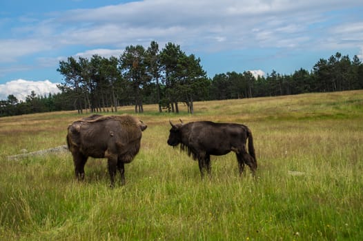 herd of margueride bison