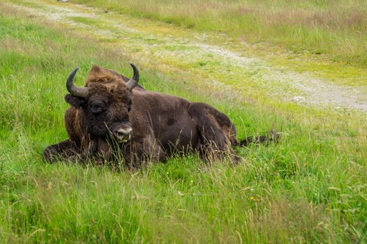herd of margueride bison