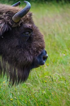 herd of margueride bison