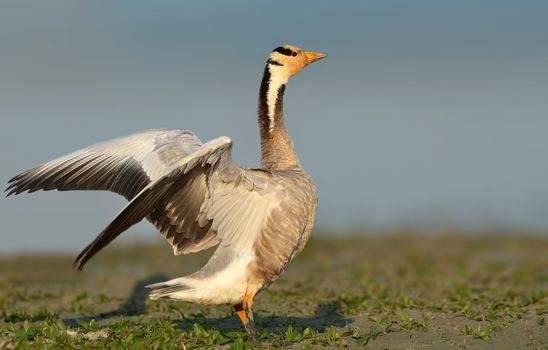 The bar-headed goose is a goose that breeds in Central Asia in colonies of thousands near mountain lakes and winters in South Asia, as far south as peninsular India.